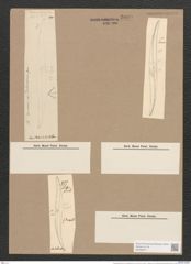 Pleurosigma decorum var. dalmaticum Grun. (de-Toni-Nr.: Genus 13, Species 1041) Zeichnungen Sammlung Grunow Nr. 2099 (NHMW-BOT-W0368971)